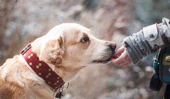 Pomoc weterynaryjna dla psów – pierwsze szczepienie szczeniaka i wiele więcej